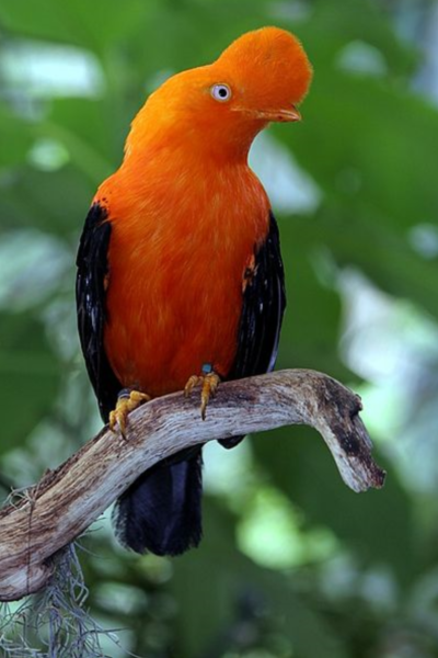 Cool Bird