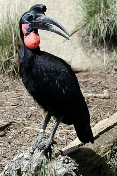 Cool Bird