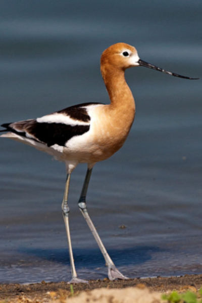 Cool Bird