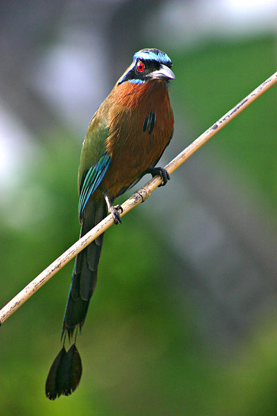 Cool Bird