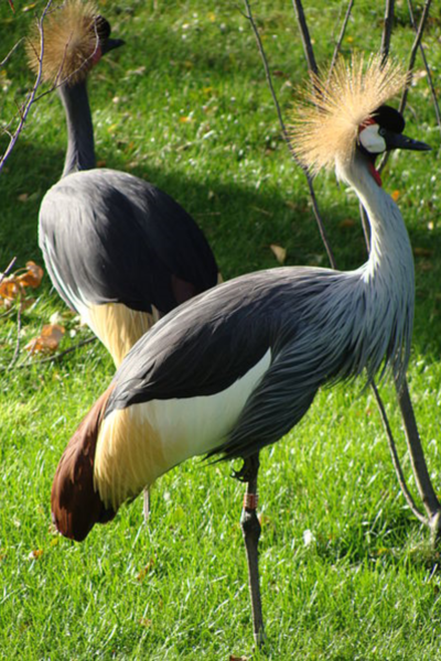 Cool Bird