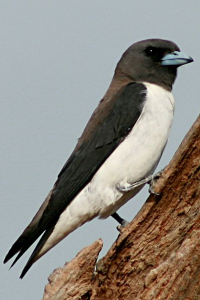 Cool Bird