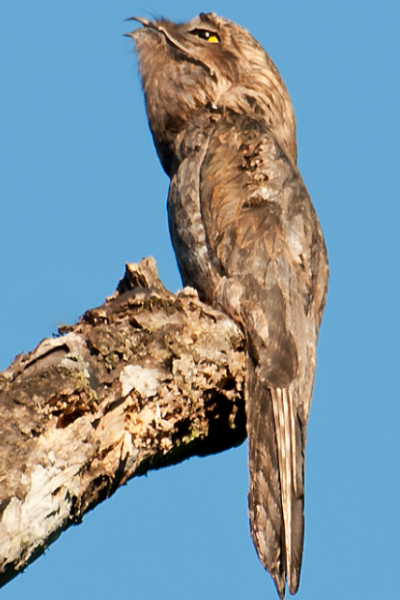 Cool Bird