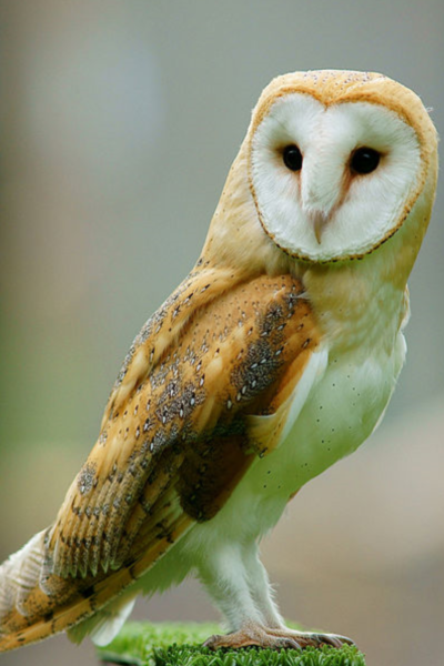 Cool Bird