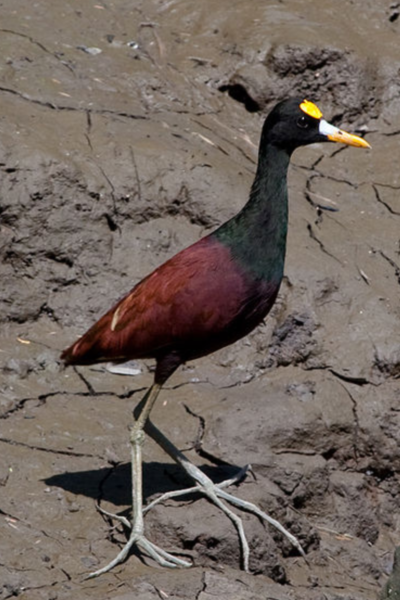 Cool Bird